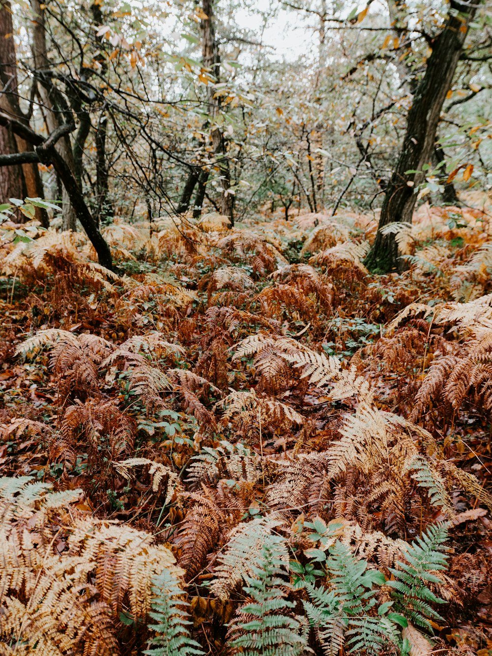 green and brown fern plant