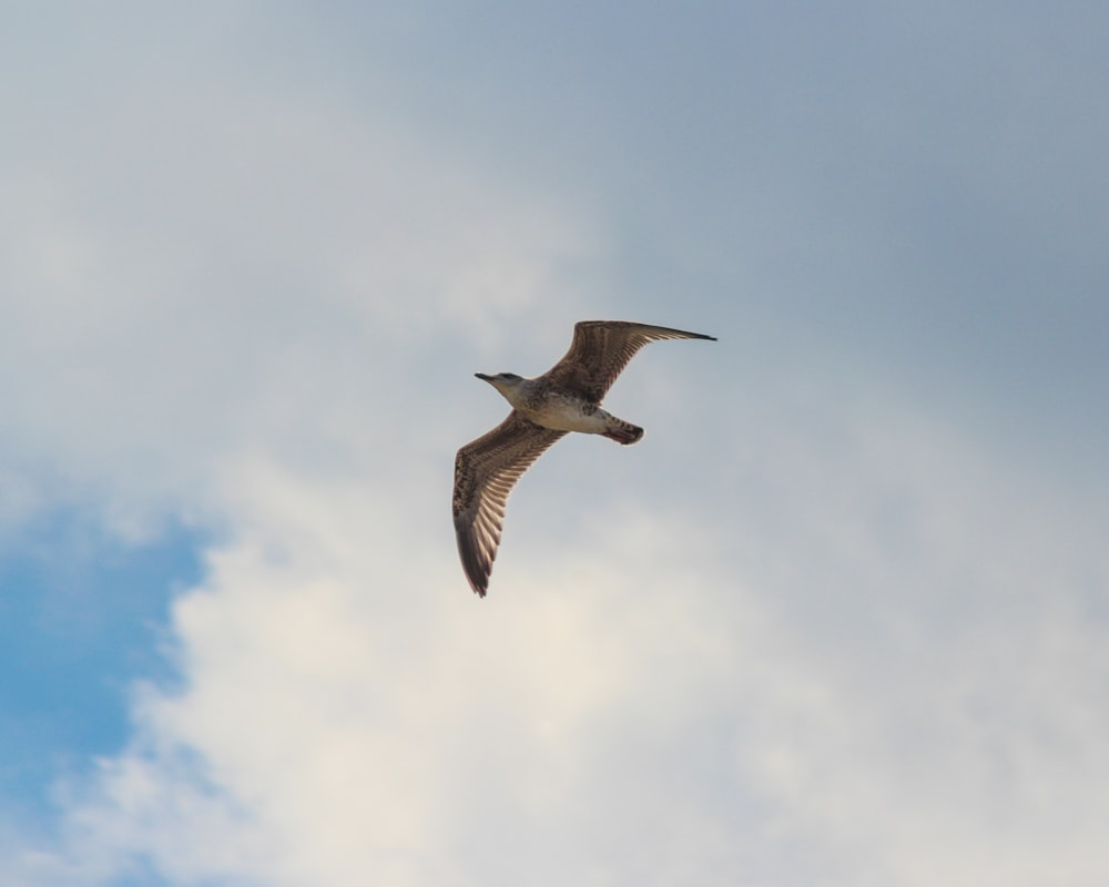 bald eagle on flight