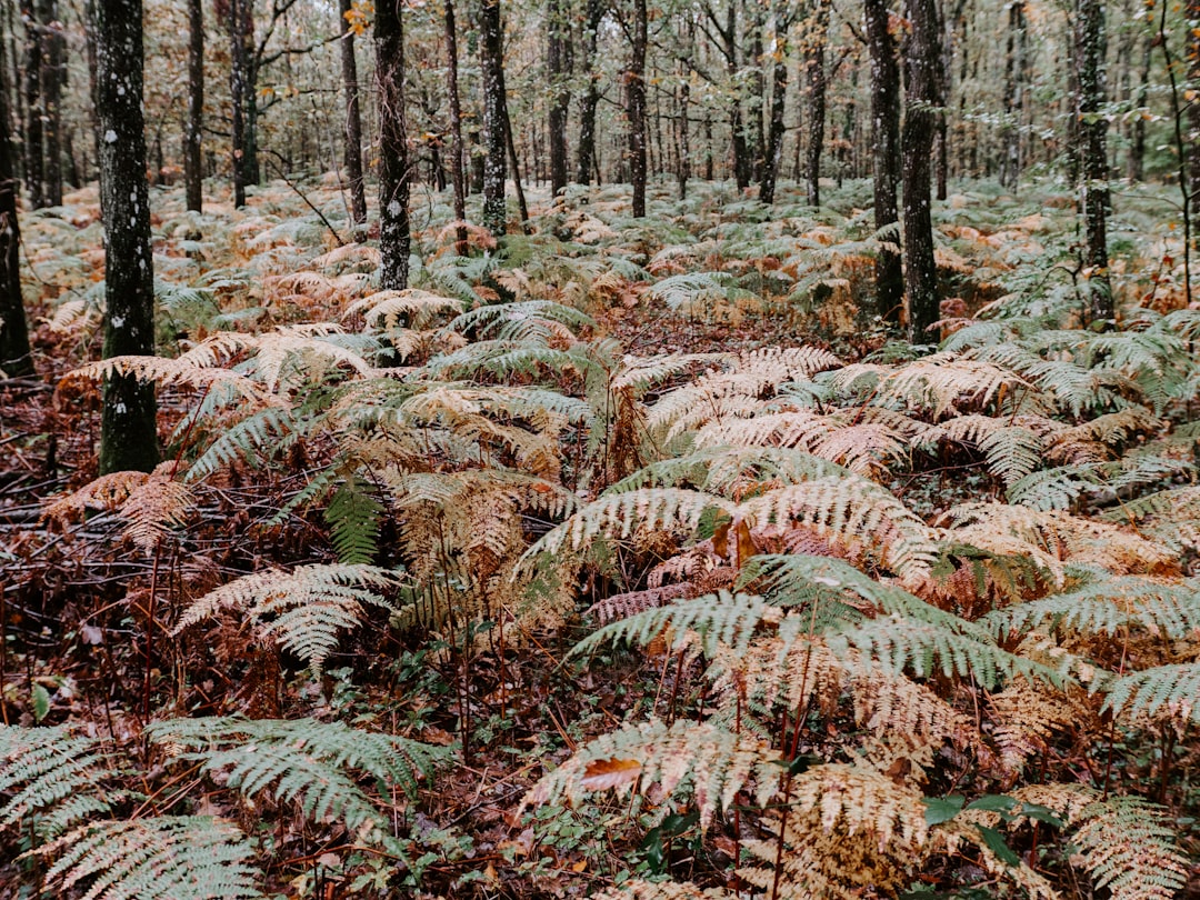 Forest photo spot Forêt de Fontainebleau Forêt Domaniale de Fausses Reposes