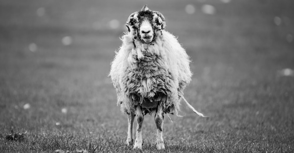Photographie en niveaux de gris de moutons