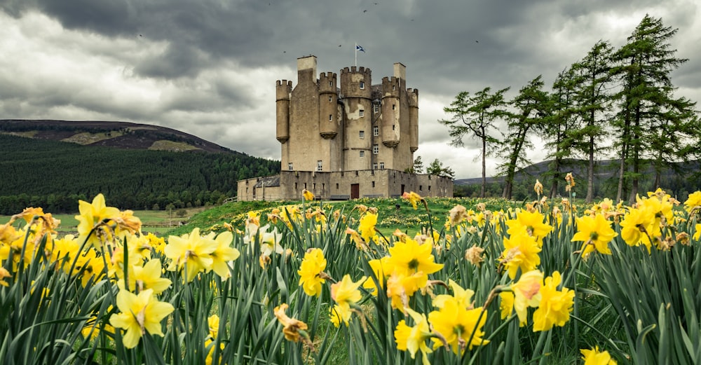 gray concrete castle on yellow flower fields