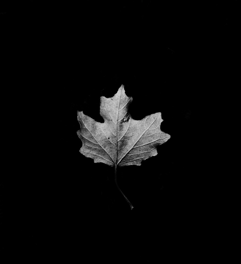 grayscale photography of maple leaf