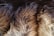 A close-up view of textured fur displaying a variety of shades from dark brown to light tan. The fur appears dense and soft, with individual strands clearly visible and slightly overlapping.