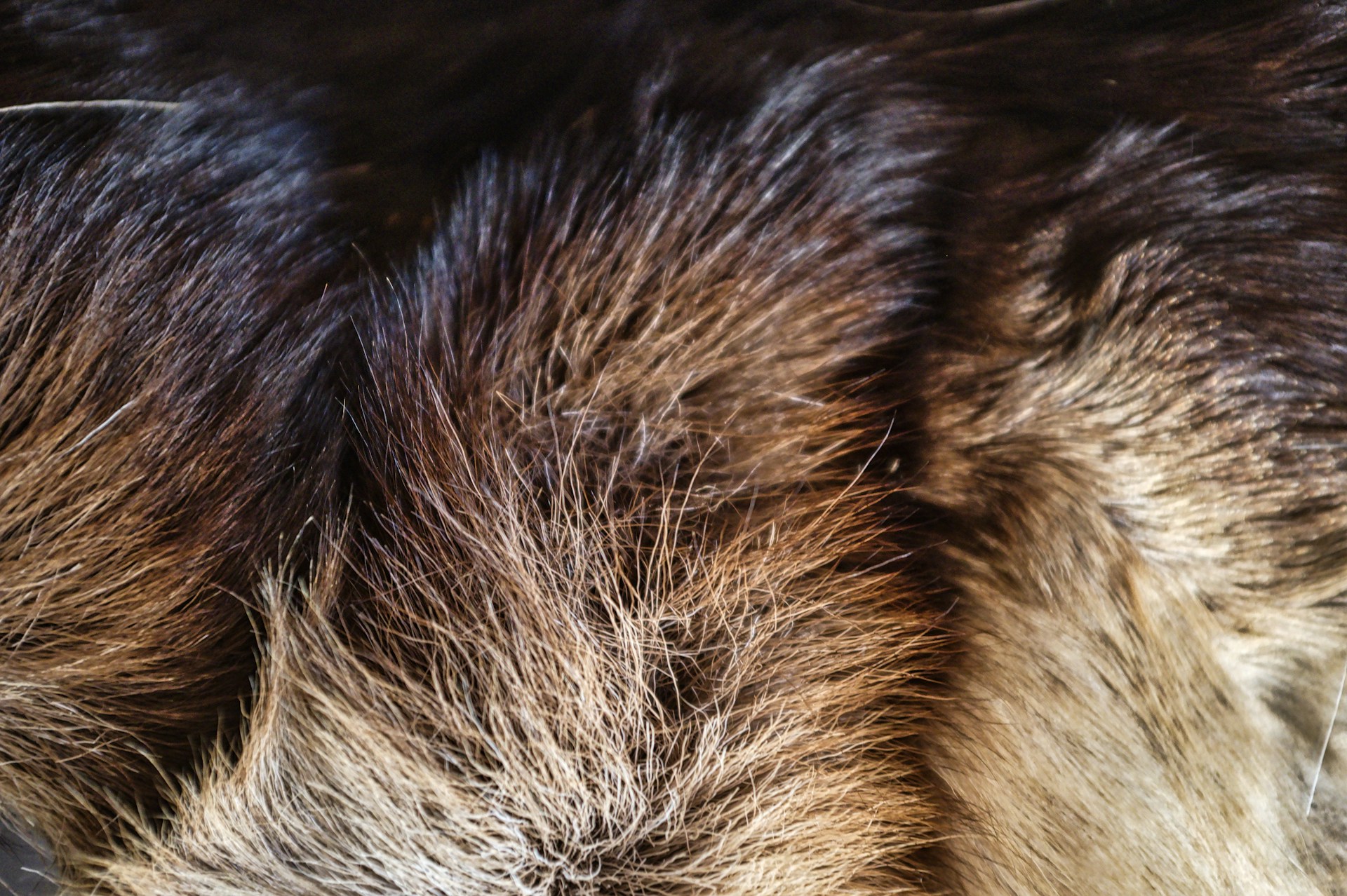 Fur textures rendered with lifelike softness and subtle lighting.