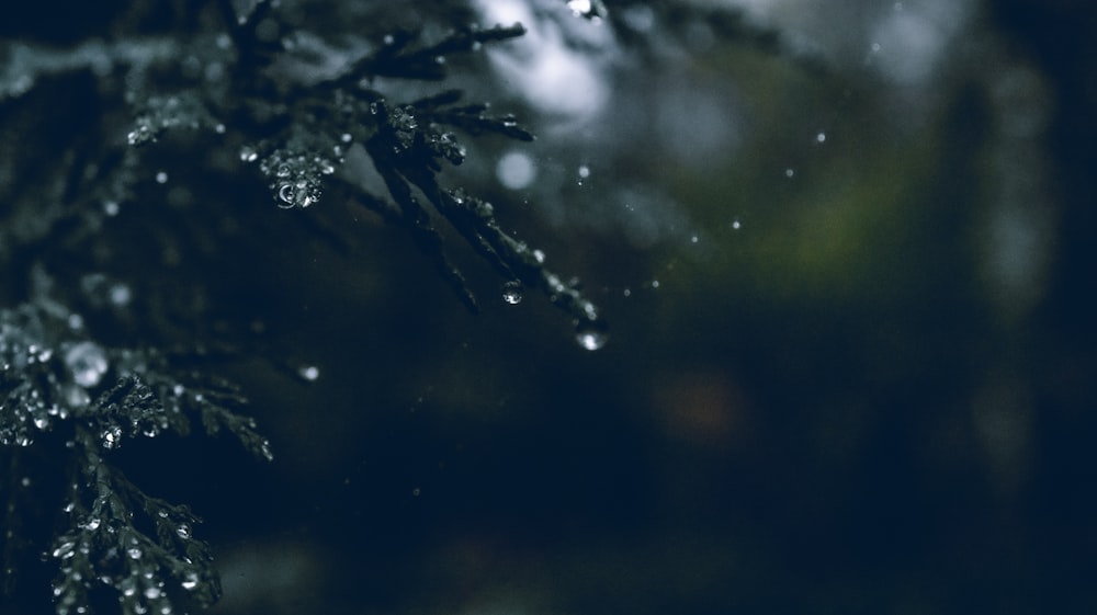 a close up of a tree branch with water droplets on it