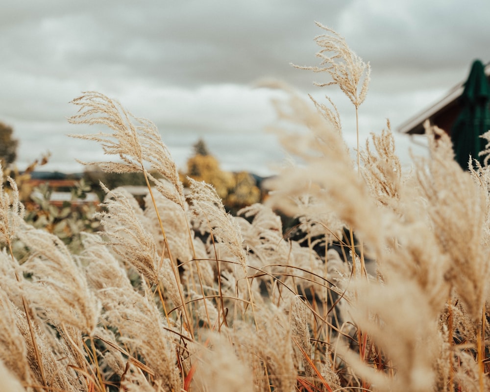 brown tall grass under white clouds