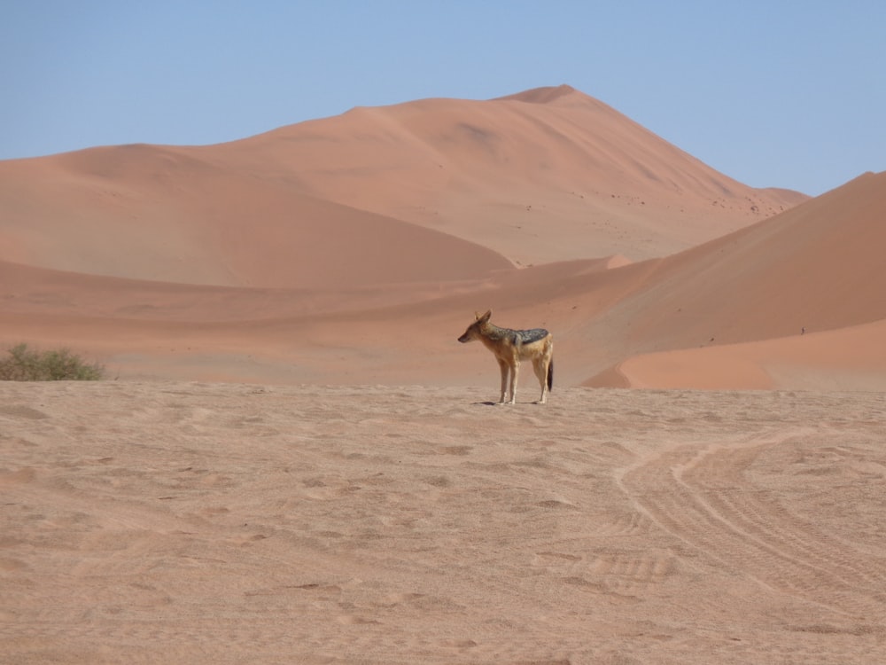 wolf in desert