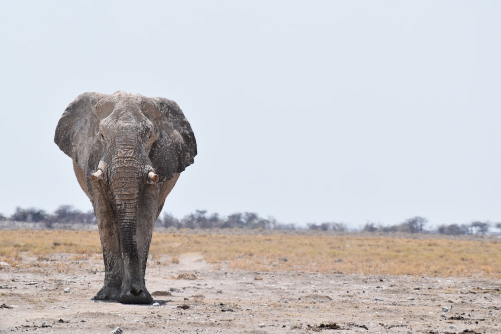 gray elephant standing on field during daytime