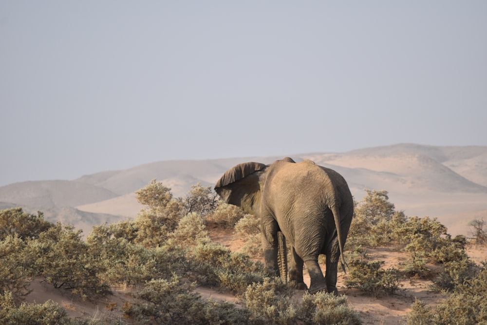 gray elephant in forest