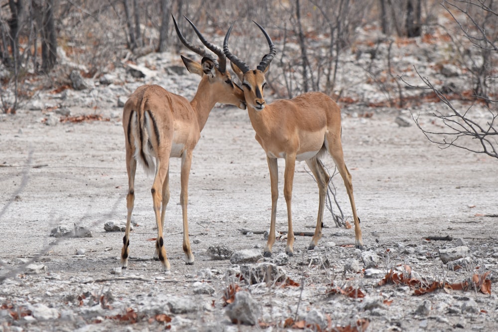 two brown deer