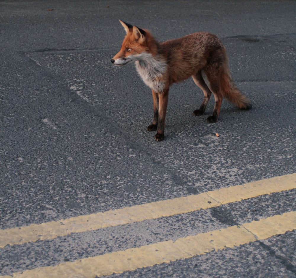 brown fox on asphalt road