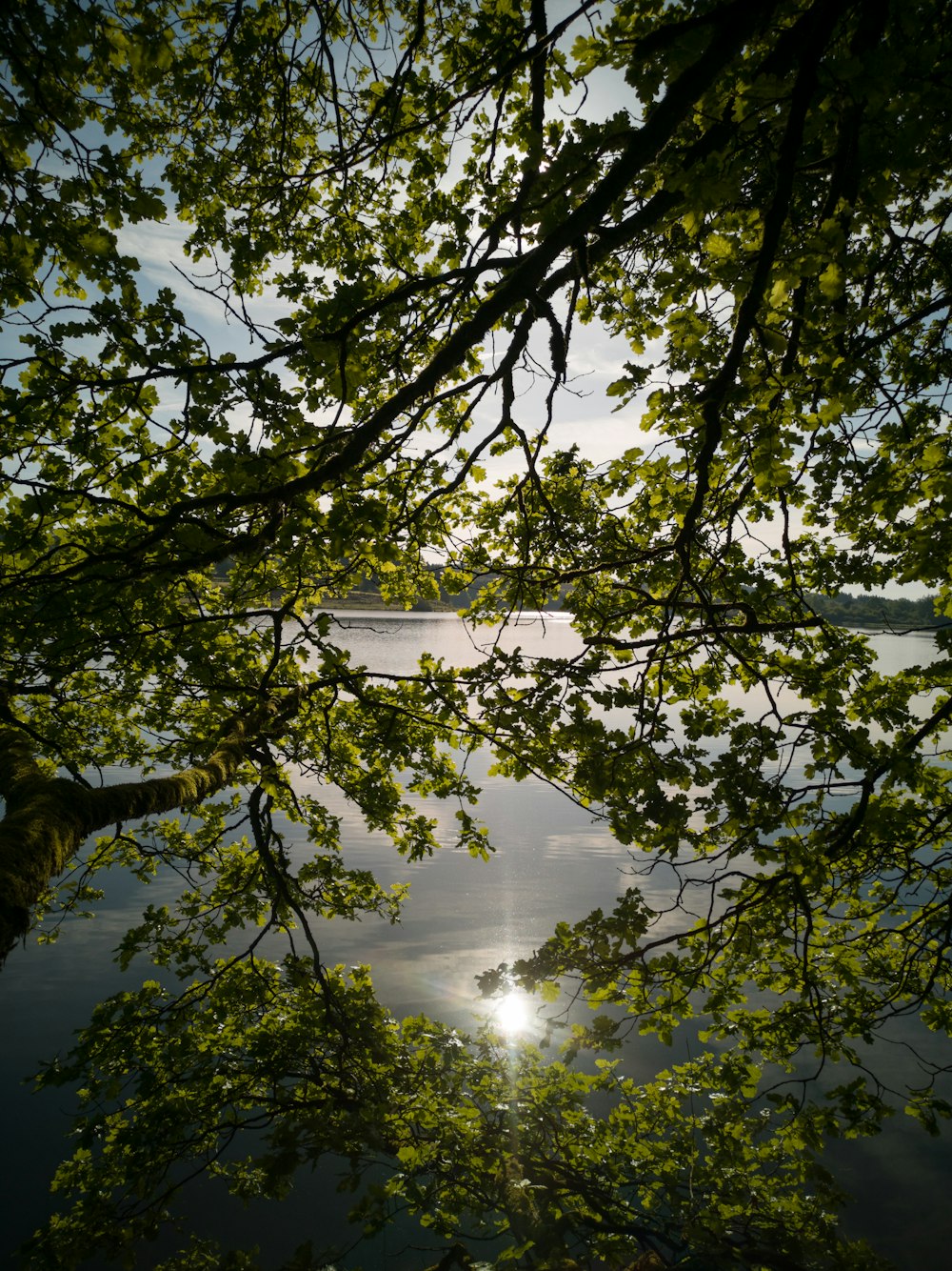 trees in lake