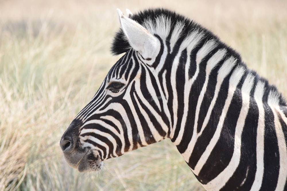zebra standing on field during daytime