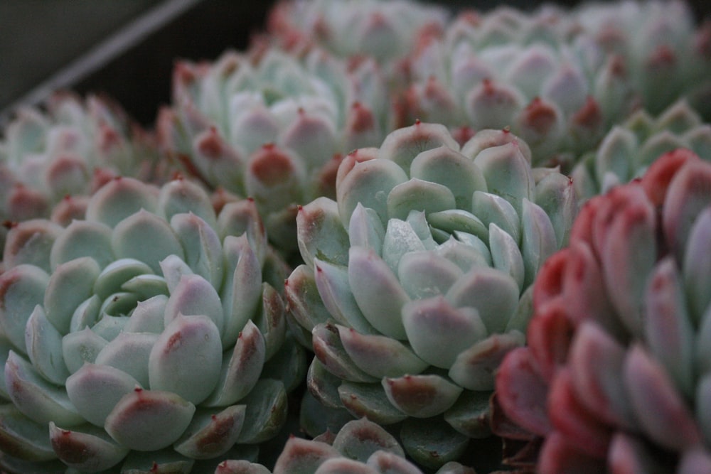 close up photography of green succulent plant