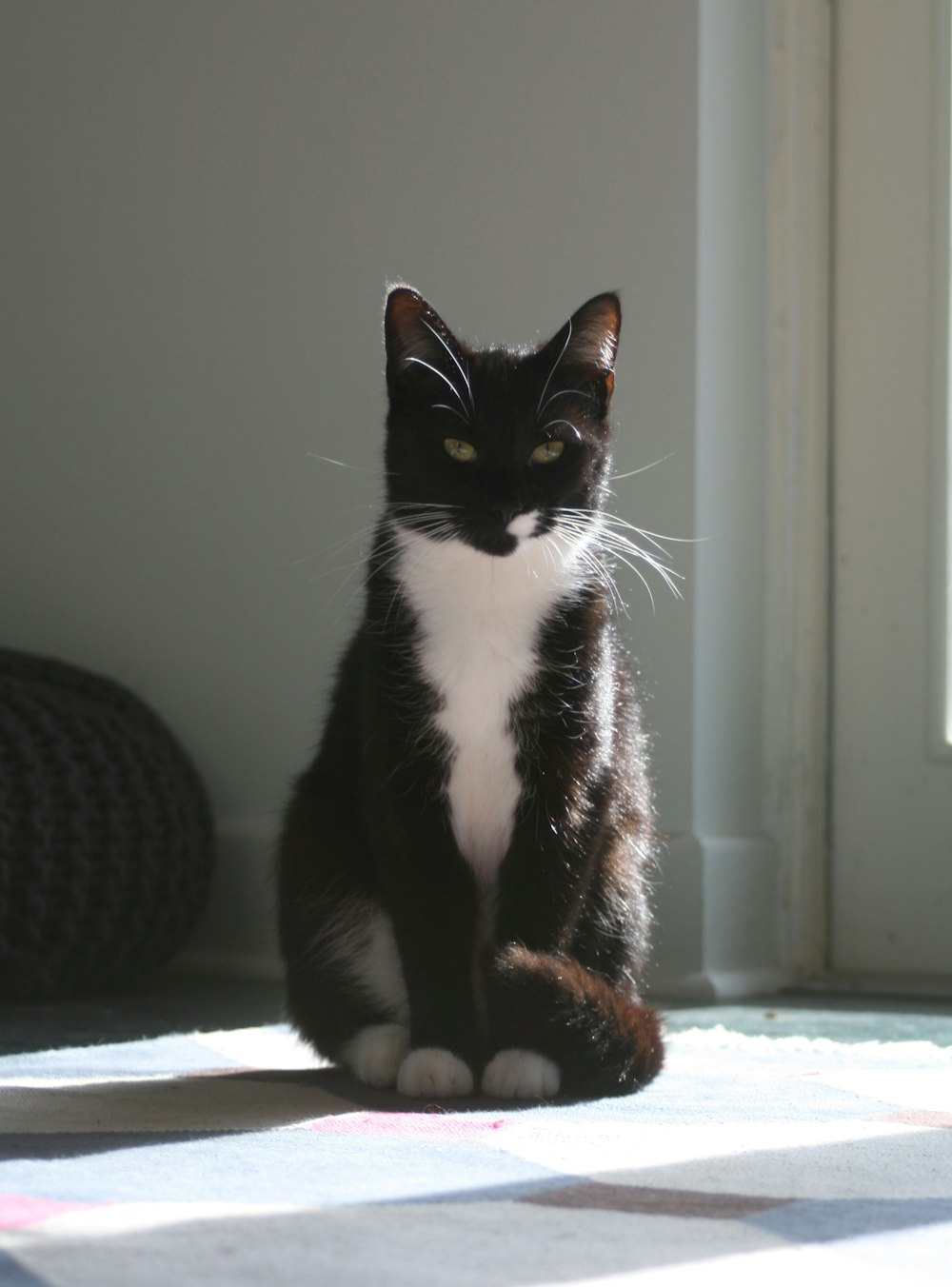 tuxedo cat