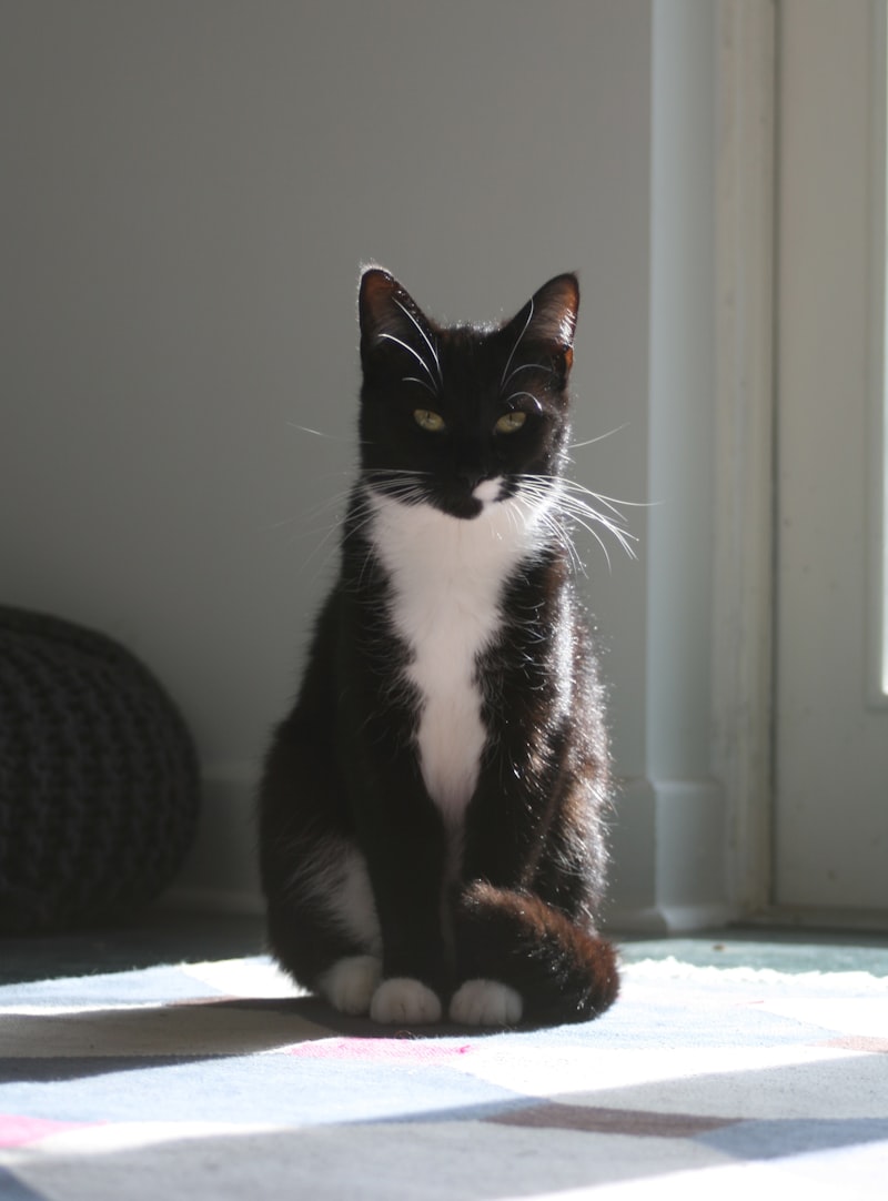 Gato tuxedo 1