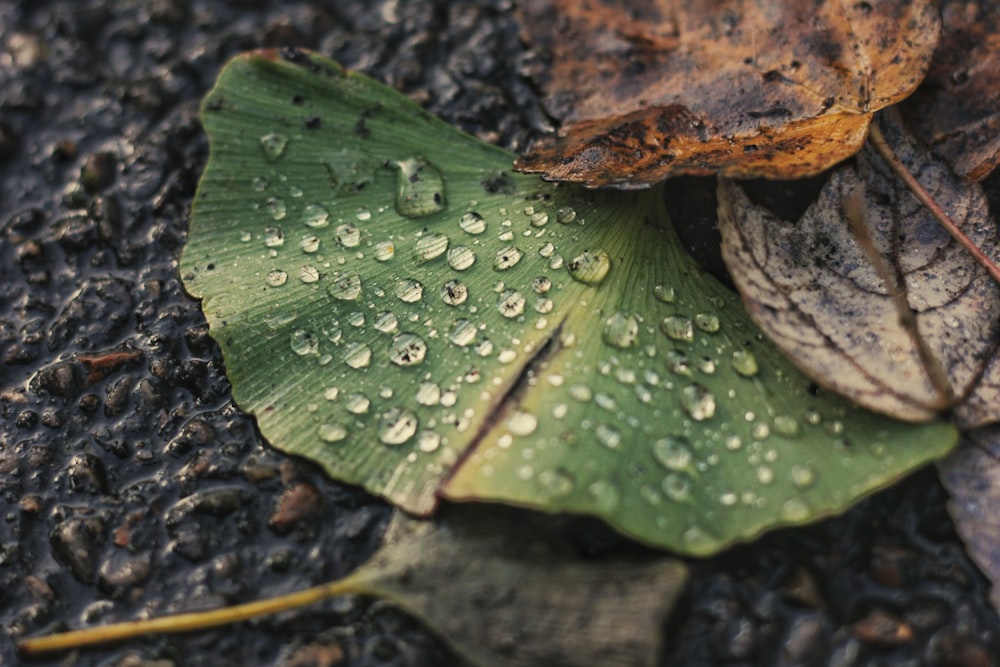 shallow focus photo of green leaf