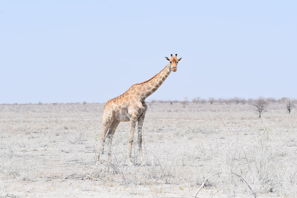 girafa marrom na terra durante o dia