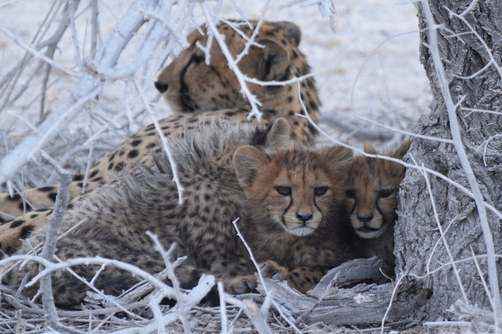 selective focus photography of cheetah lying beside cubs under tree