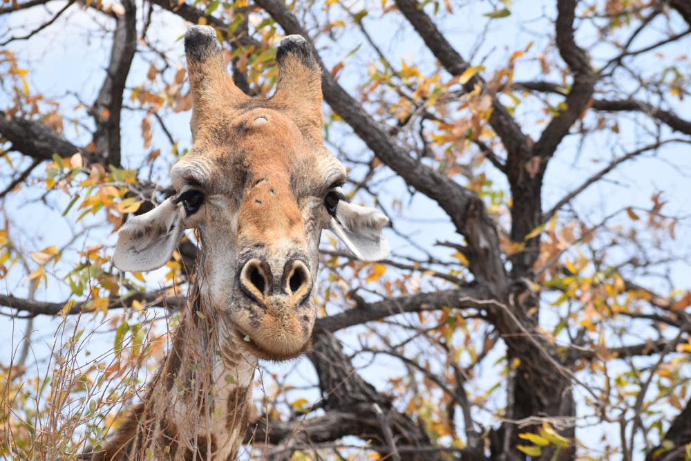 giraffe near tree