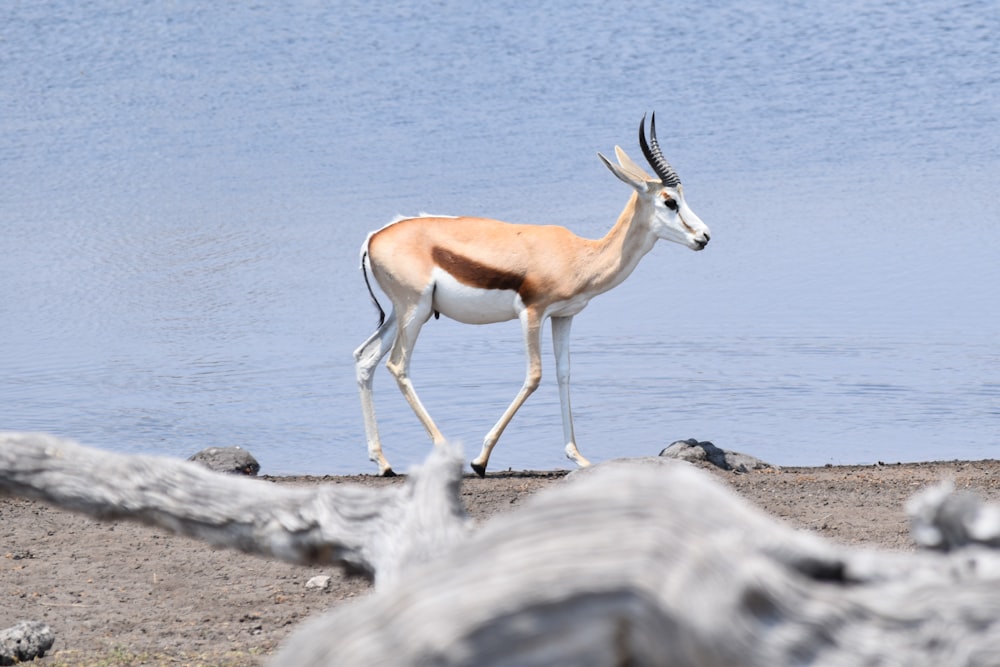 selective focus photography of brown deer beside body of water