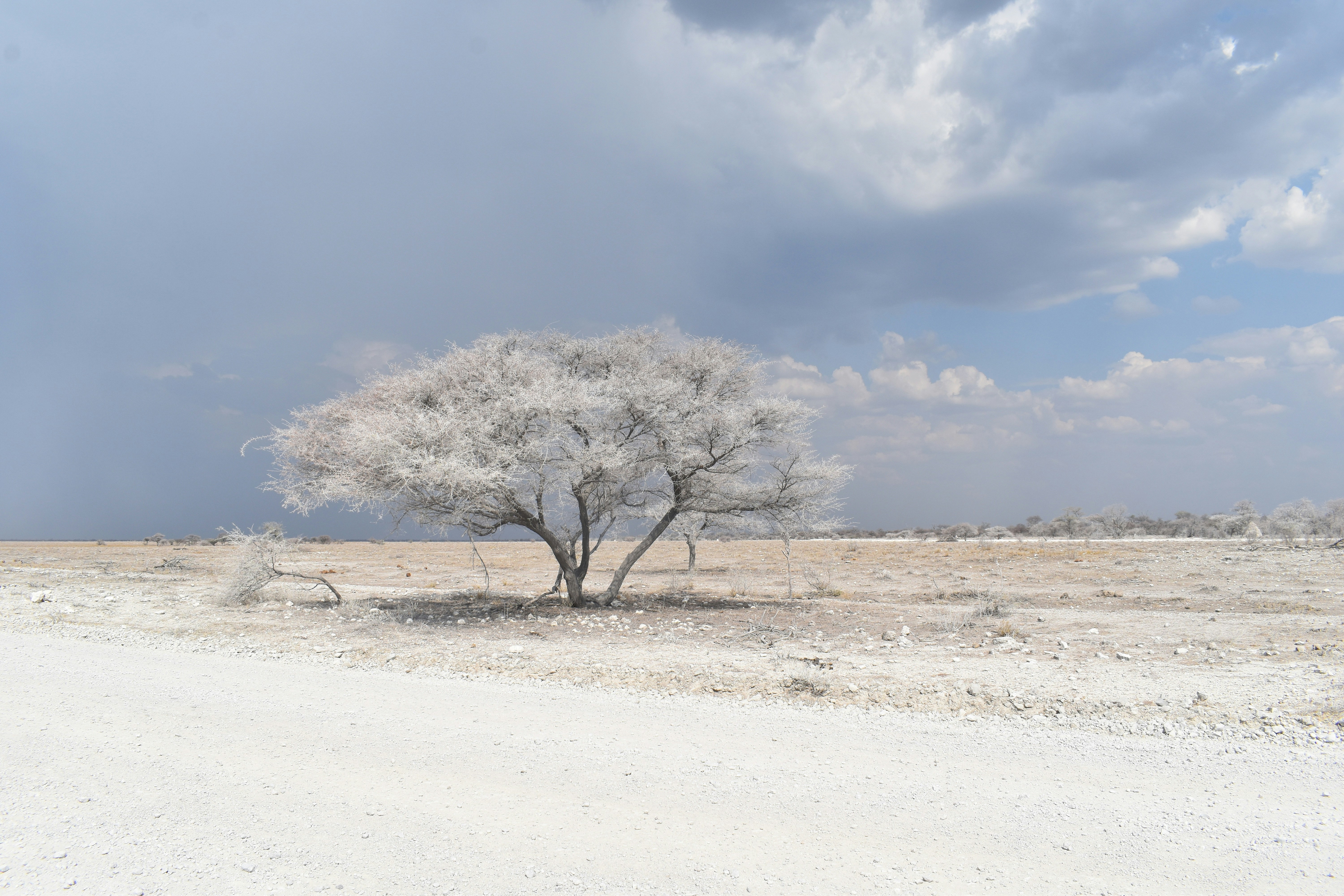 Graublättriger Baum unter bewölktem Himmel während des Tages