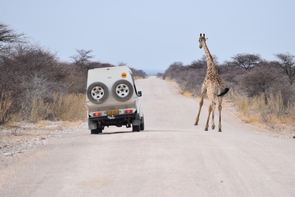 gray vehicle passing on road beside walking giraffee