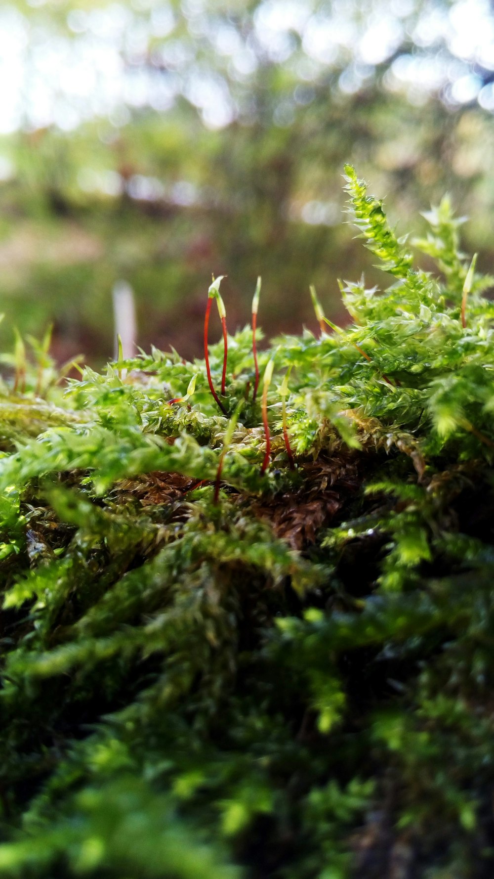 selective focus photography of green grasses during daytime