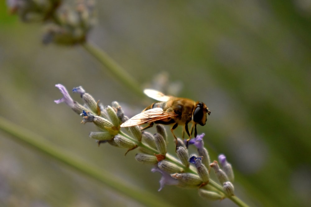 orange and black bee perching on purple flower bud during daytime