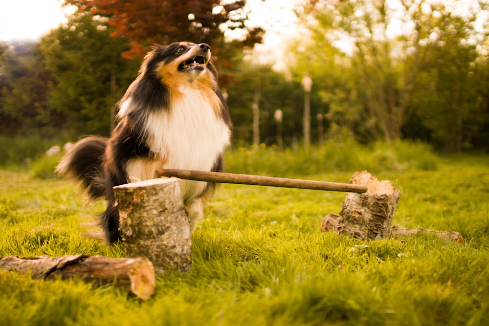 selective focus photography of brown and white dog beside cut wood