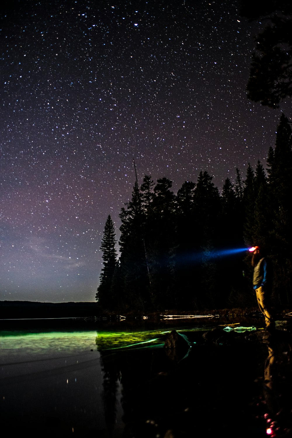 silhouette of trees under starry sky