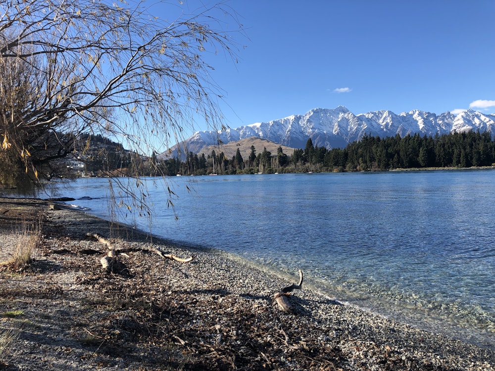 lago na floresta