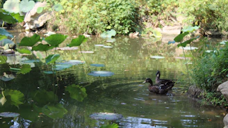 A pair of ducks nesting quietly among wildflowers beside a tranquil pond.