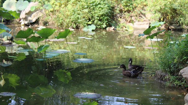 A pair of ducks nesting quietly among wildflowers beside a tranquil pond.
