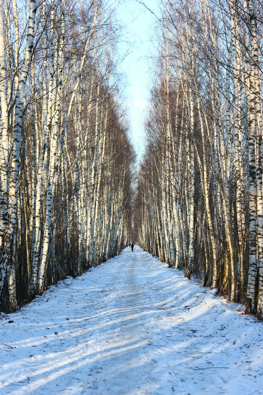 withered trees under blue sky