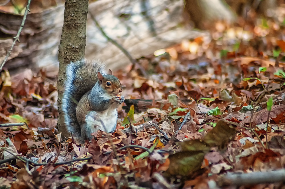 gray and brown squirrel on ground during daytime