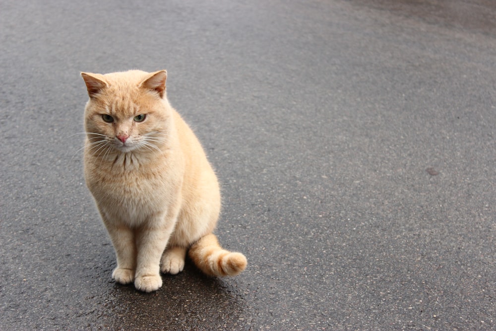 orange cat on road