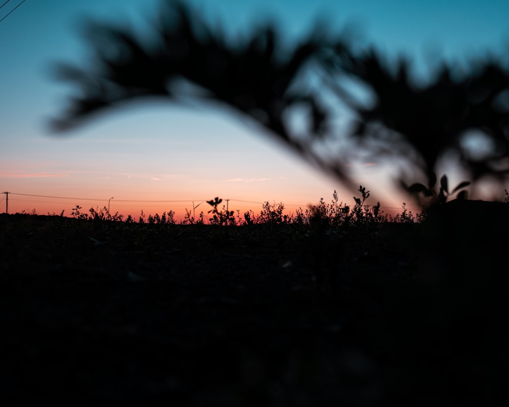 silhouette of plant