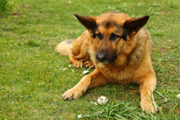 long-haired dog lying on grass field