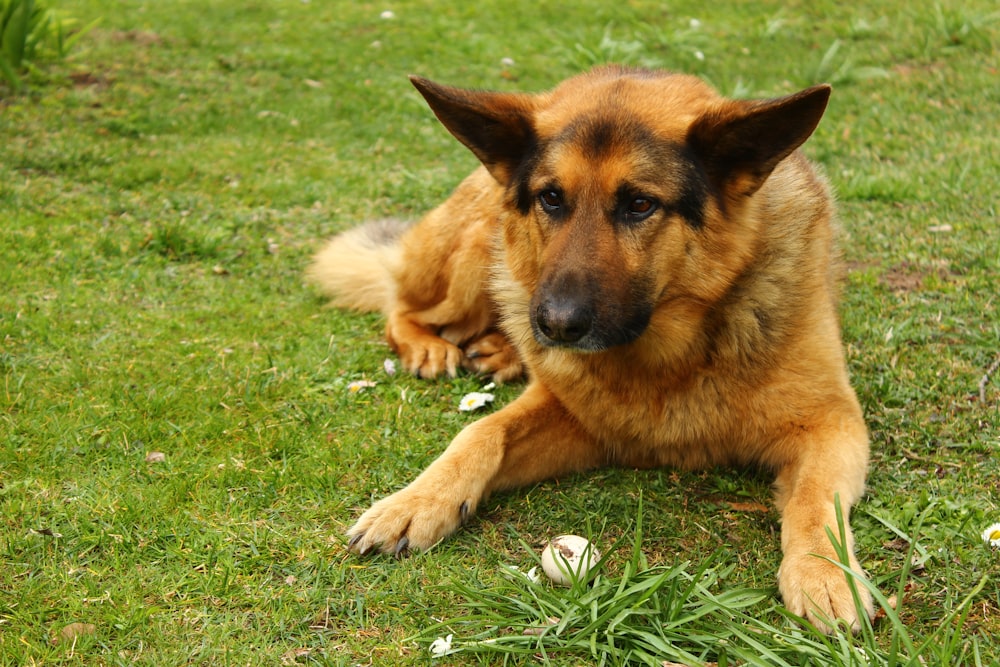 long-haired dog lying on grass field