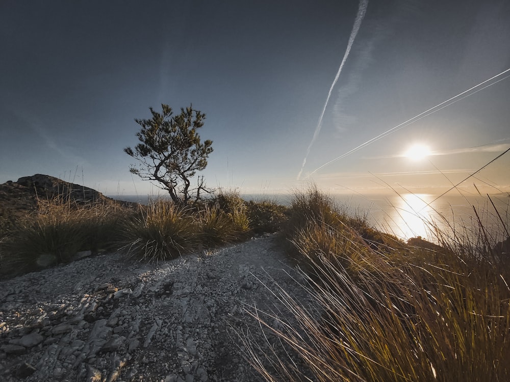 tree on hill at sunset