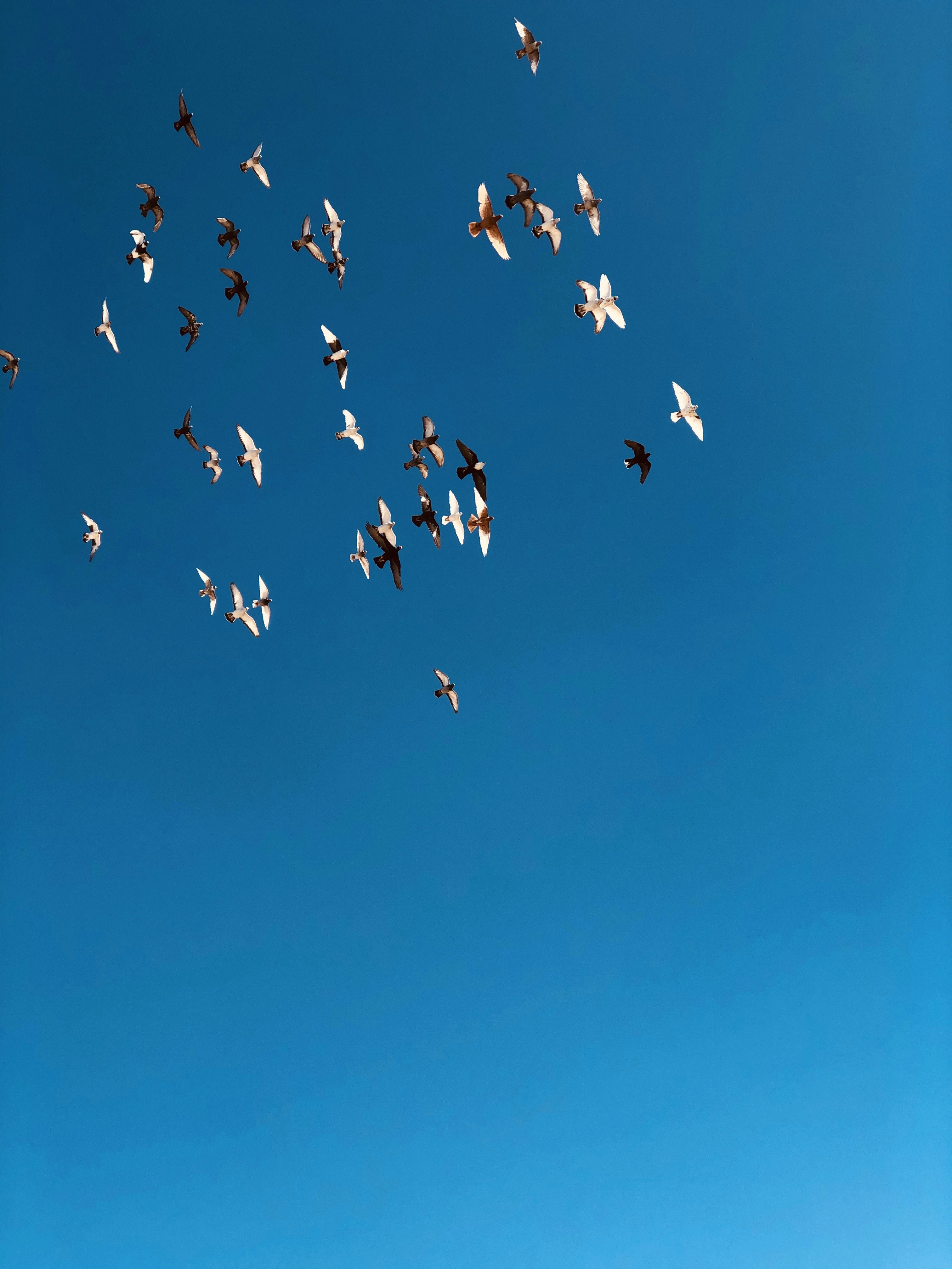 鳥の飛翔のローアングル写真