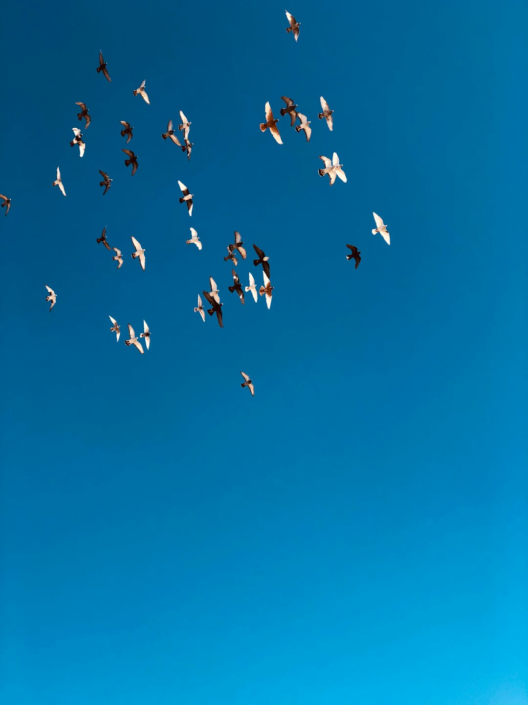 low-angle photography of flight of birds