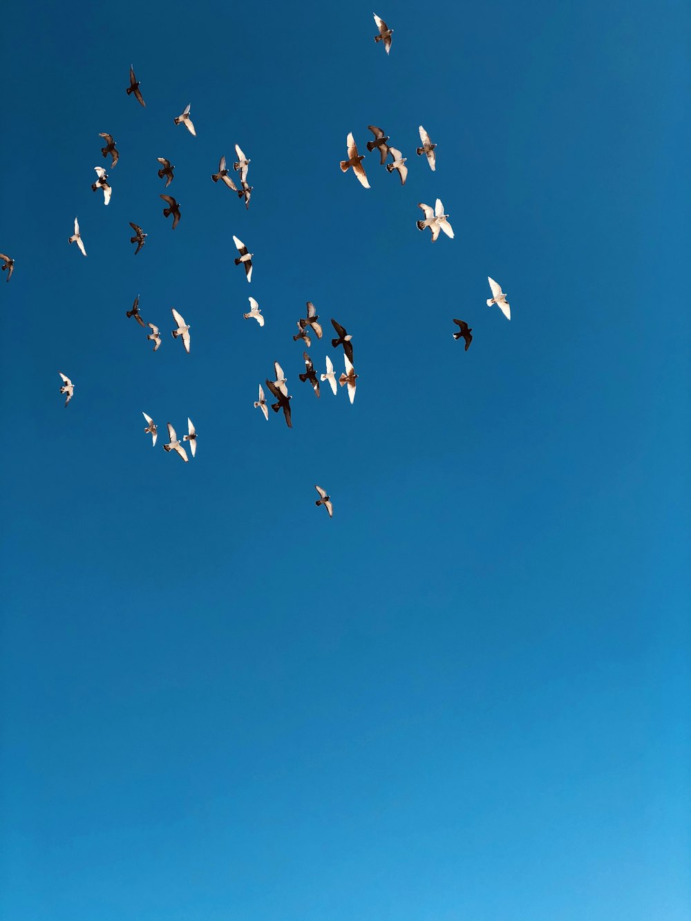 low-angle photography of flight of birds