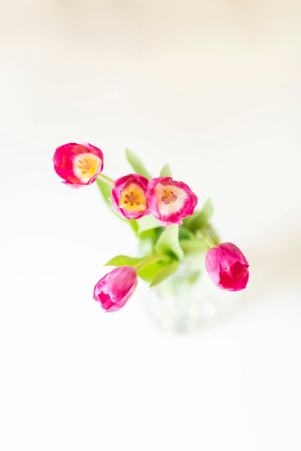 pink petaled flower