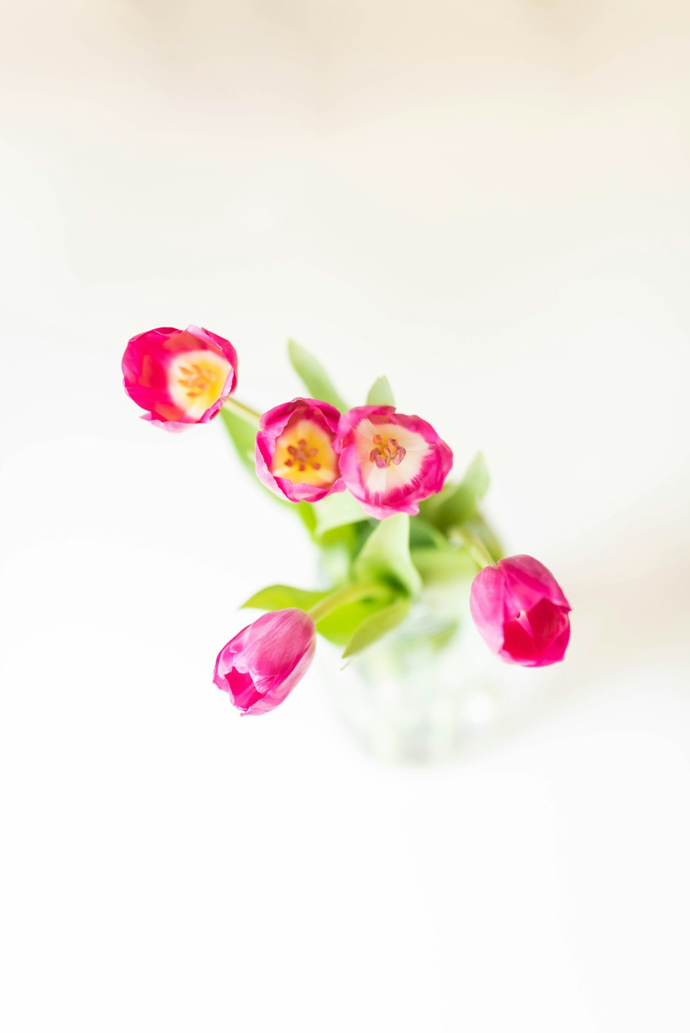 flor pétala cor-de-rosa