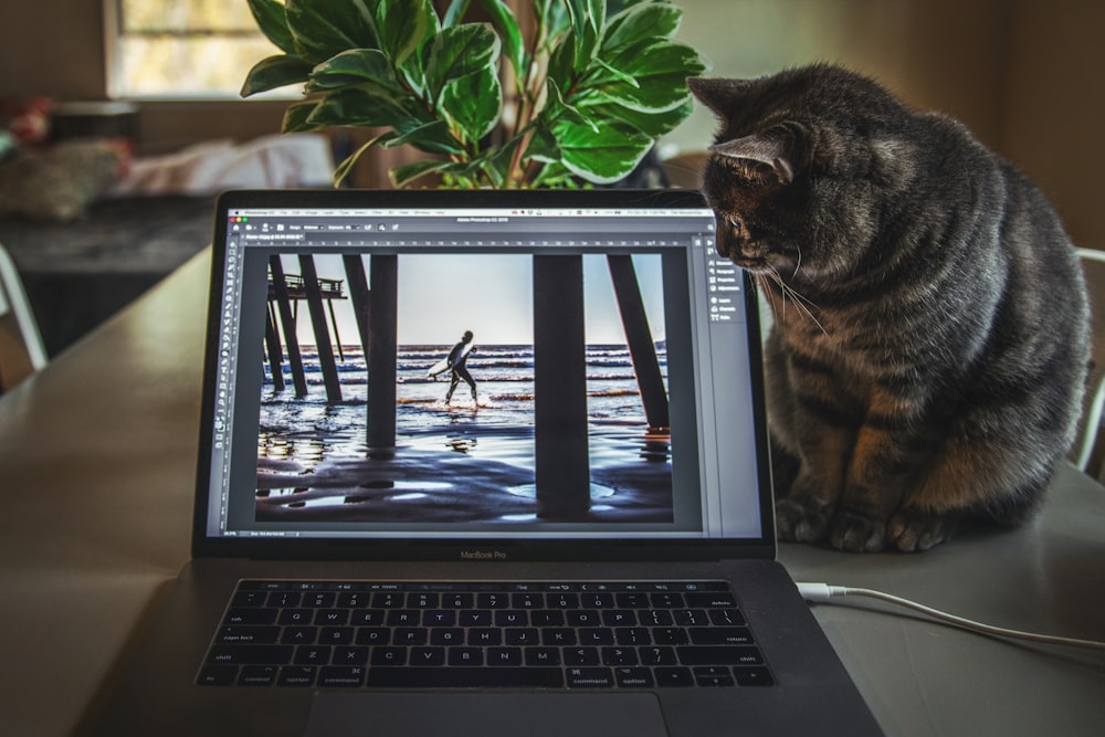 cat sitting beside gray laptop