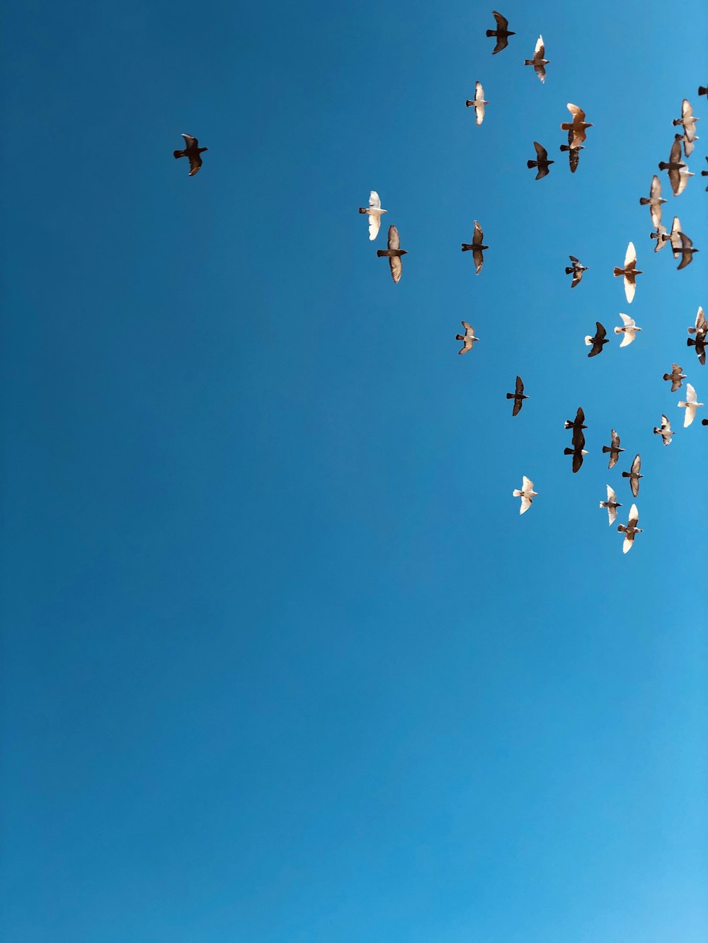 flock of bridges flying on blue sky