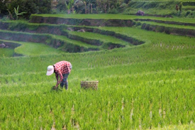 person planting rice on field during daytime