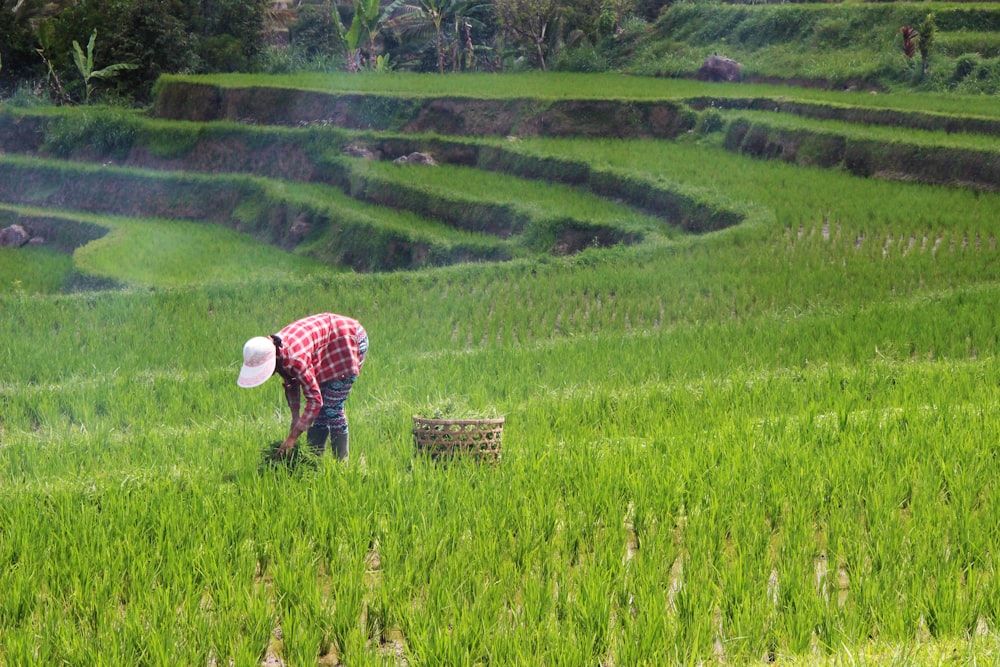 pessoa plantando arroz no campo durante o dia